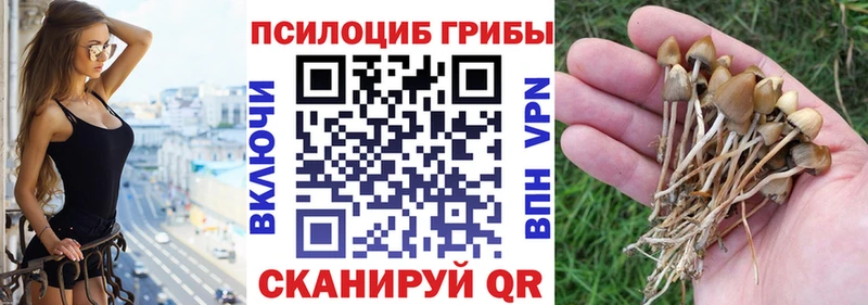 blacksprut рабочий сайт  Емва  Псилоцибиновые грибы Psilocybe 